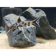 6 Synodontis polli white