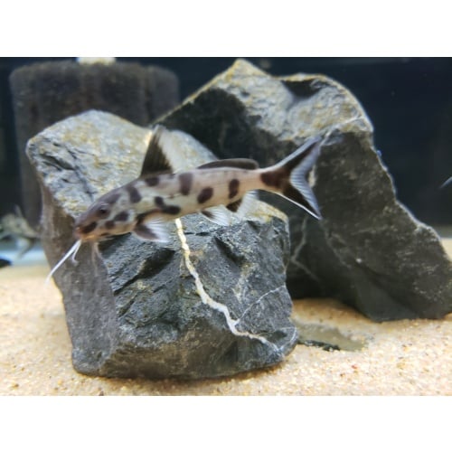 6 Synodontis polli white