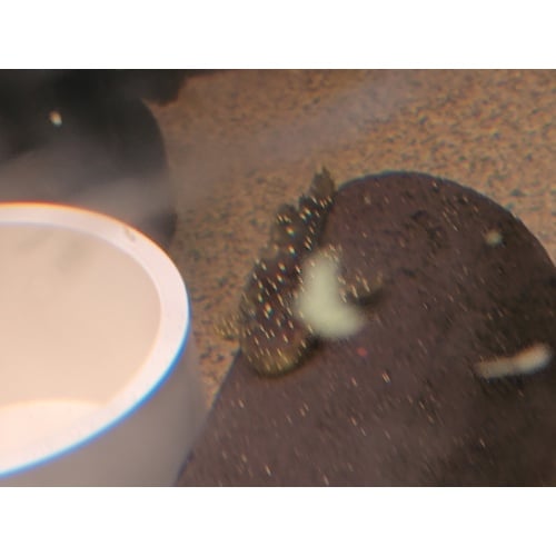 L184 / L107 F1 Brilliant Bristlenose Fry