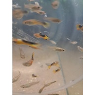Golden Saddleback Endlers, 4 Pairs