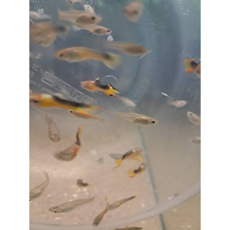 Golden Saddleback Endlers, 4 Pairs
