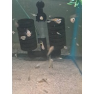 Wild Guppies 5 pairs class N