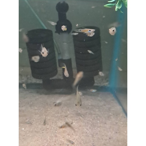 Wild Guppies 5 pairs class N