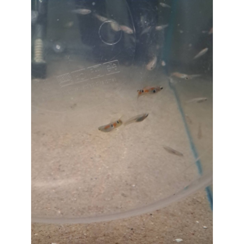 Wild Guppies 5 pairs class N