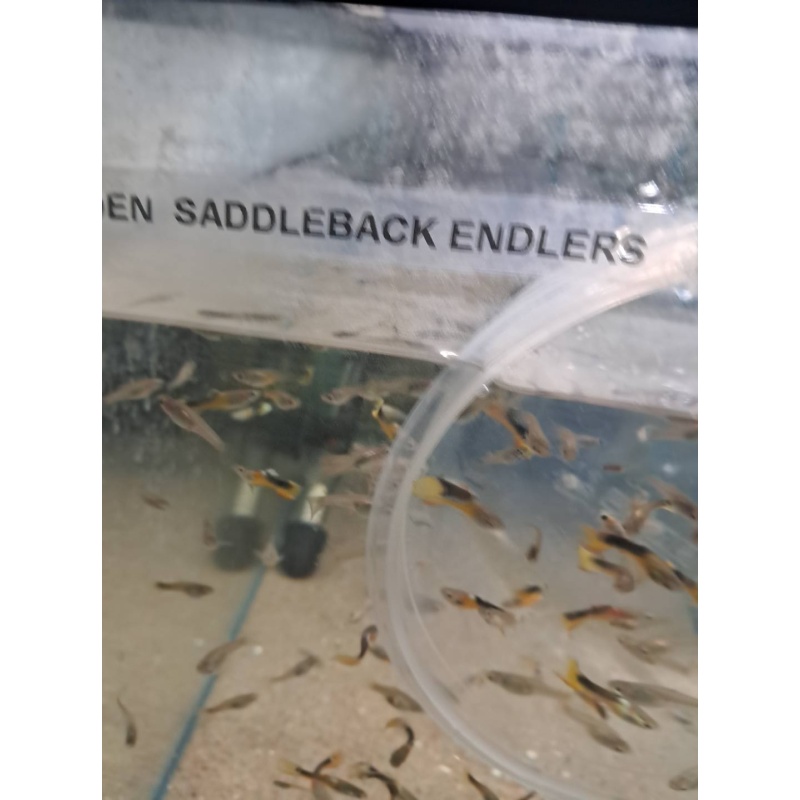 Golden Saddleback Endlers, 4 Pairs