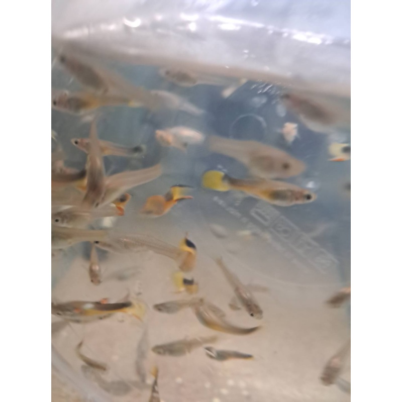 Golden Saddleback Endlers, 4 Pairs