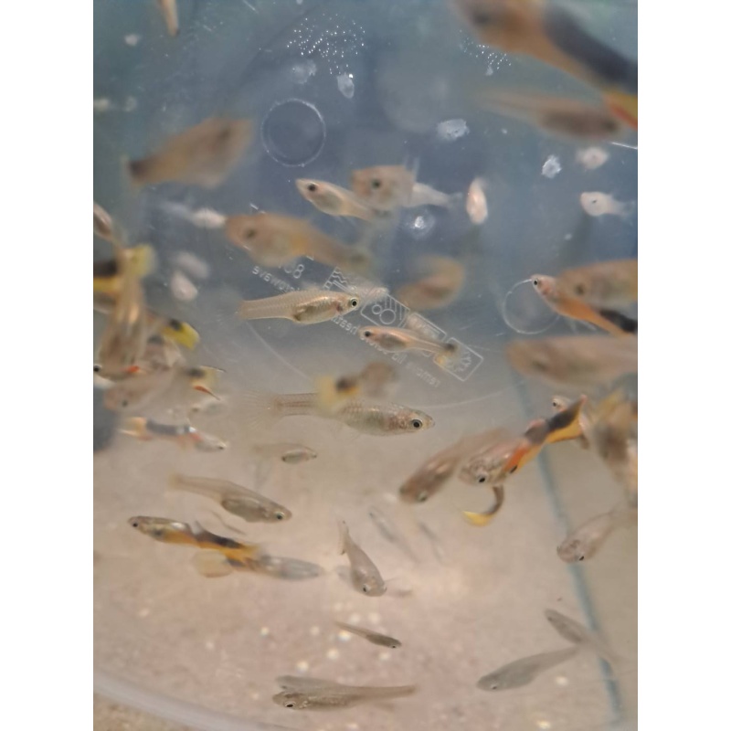Golden Saddleback Endlers, 4 Pairs