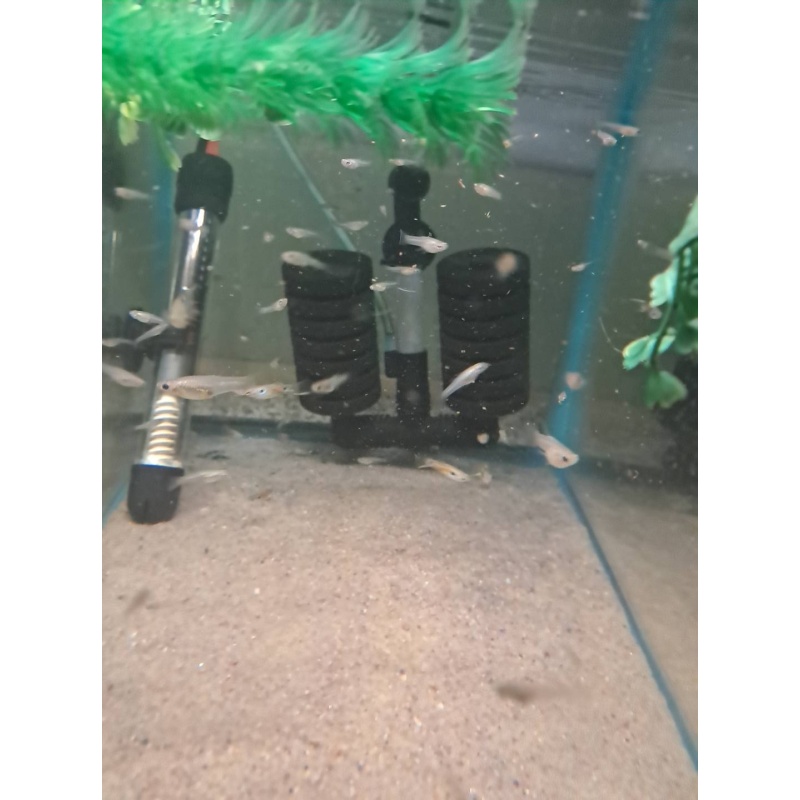 Wild Guppies 5 pairs class N