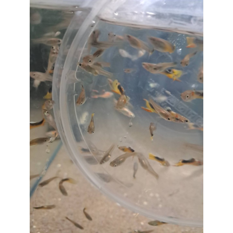 Golden Saddleback Endlers, 4 Pairs