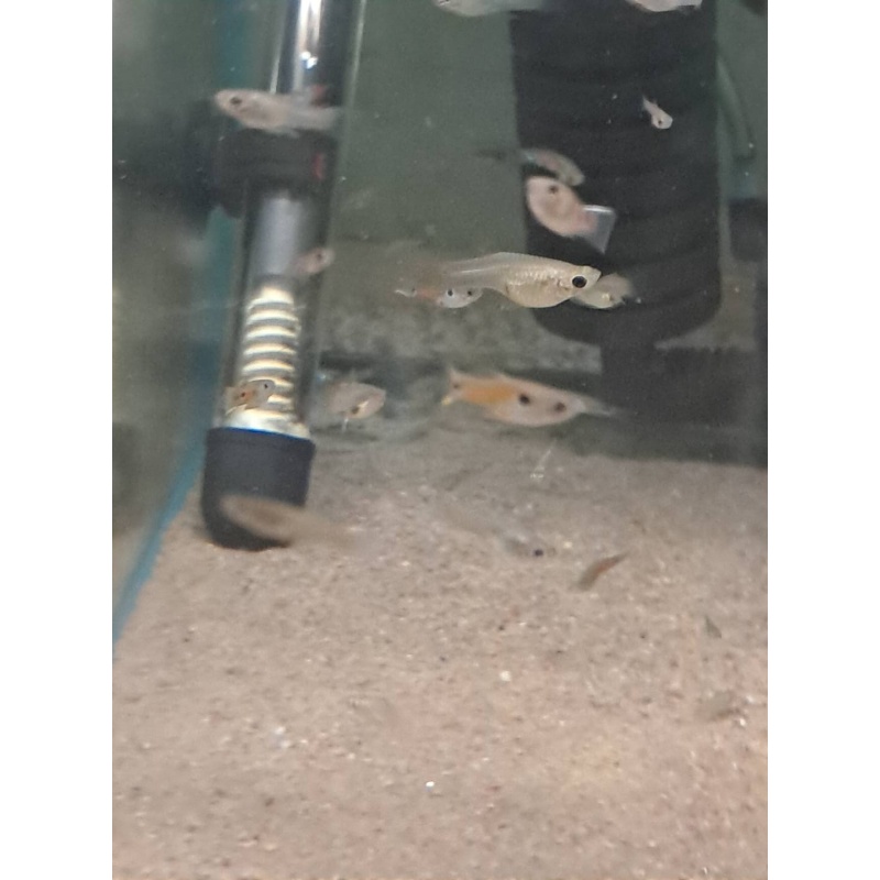 Wild Guppies 4 Pairs Class N