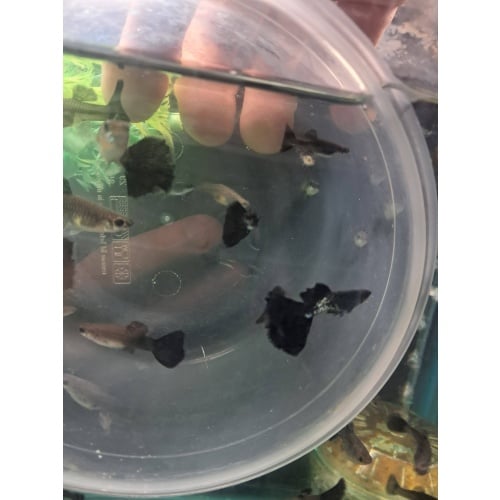 Black Metal Lace Guppy