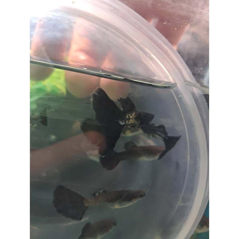 Black Metal Lace Guppy