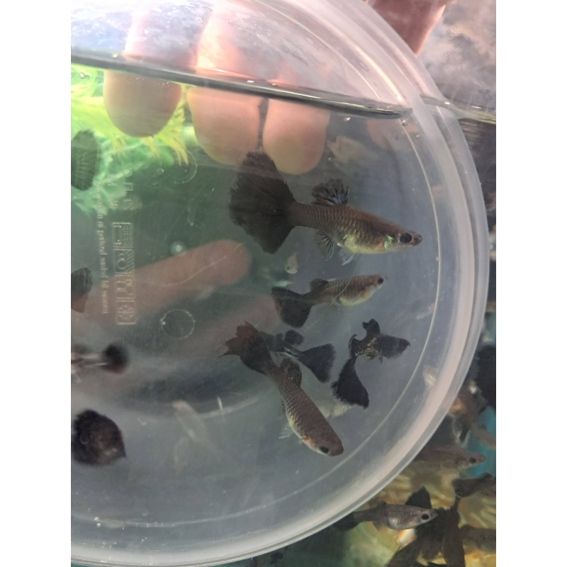 Black Metal Lace Guppy  Trio
