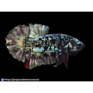 1x Live Grey Avatar Male BETTA - LIVE ARRIVAL GUARANTEE (WYSIWYG)