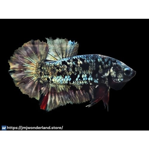 1x Live Grey Avatar Male BETTA - LIVE ARRIVAL GUARANTEE (WYSIWYG)