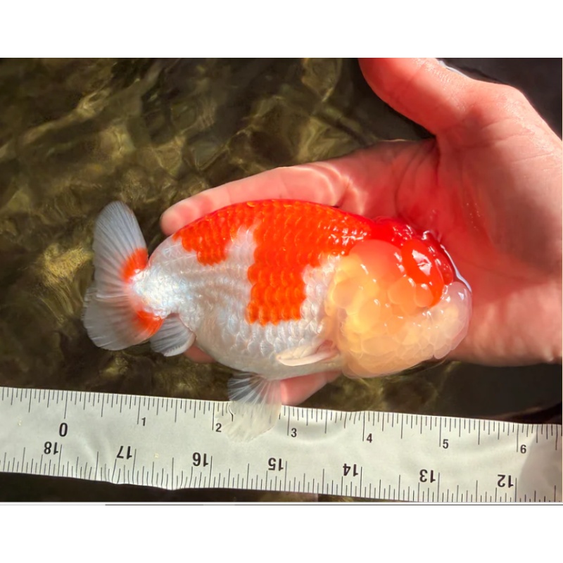 FLUFFY WEN A Grade Red White LionQueen Female 5 inches