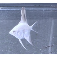 6+1 FREE! Bulgarian Lilac Point Angelfish, DIME/NICKEL SIZE!