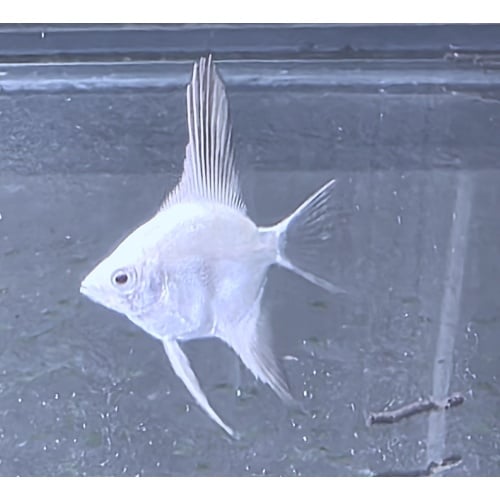 6+1 FREE! Bulgarian Lilac Point Angelfish, DIME/NICKEL SIZE!