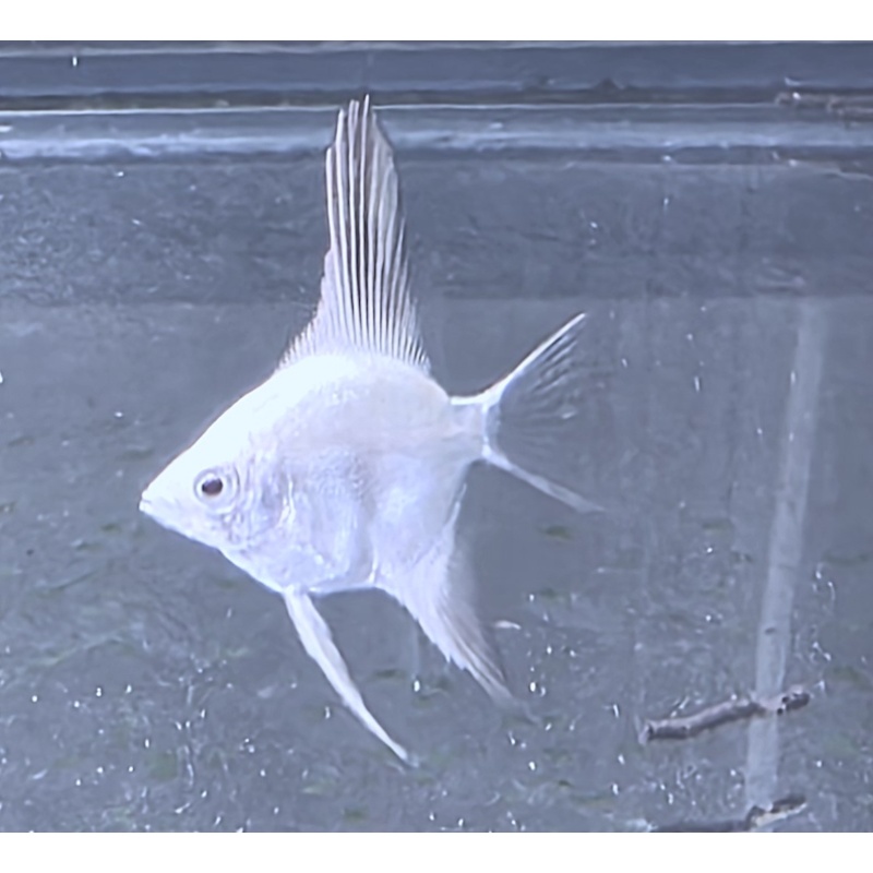 6+1 FREE! Bulgarian Lilac Point Angelfish, DIME/NICKEL SIZE!