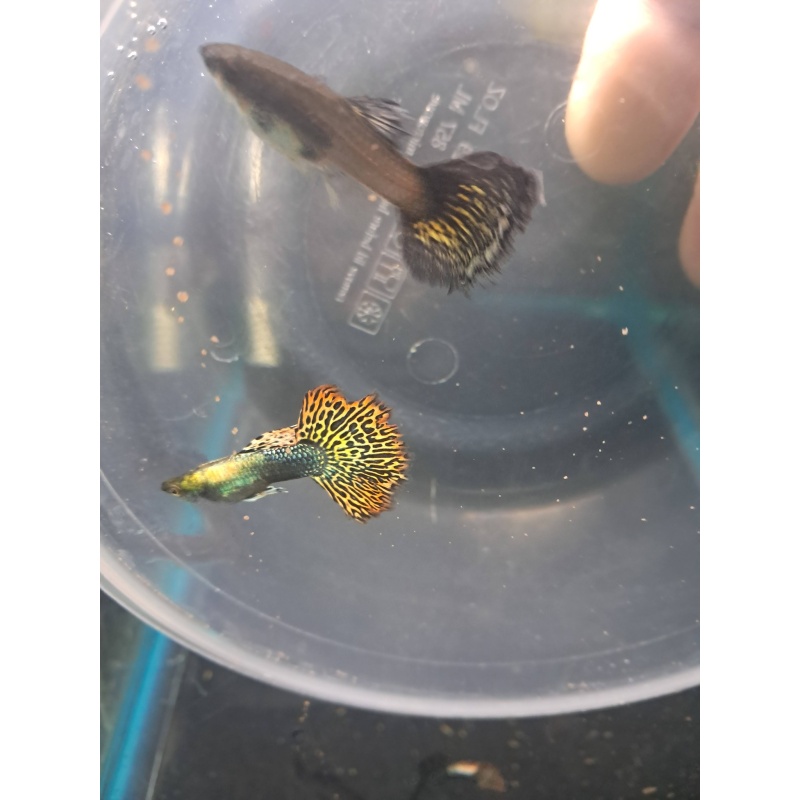 Red Dragon BDS Indo  Trio