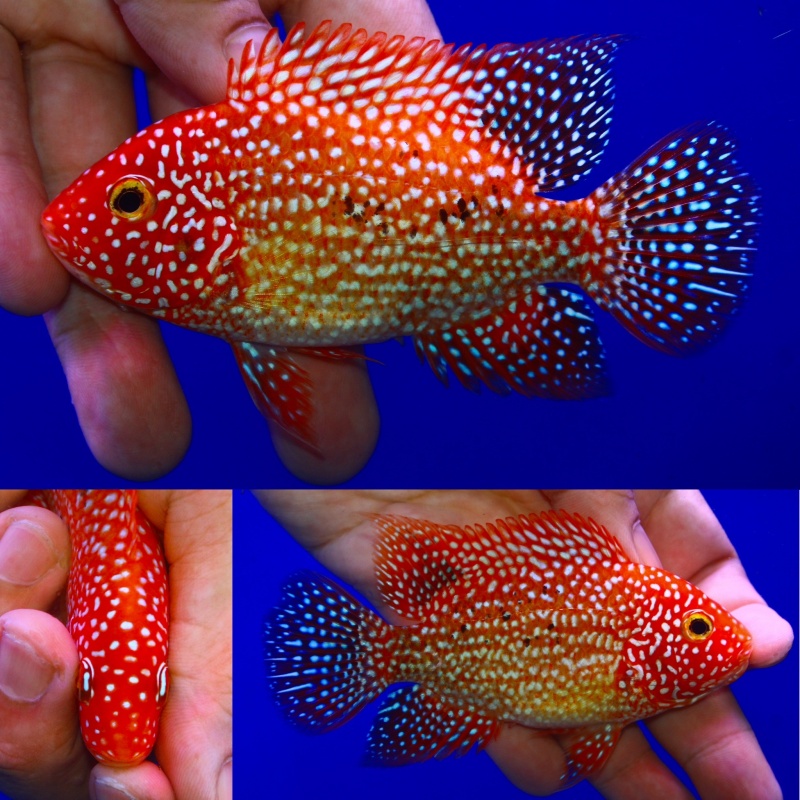 Premium faded Super red texas male 4.5 inch