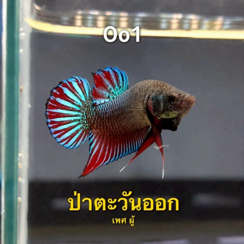 Oo1 Eastern Wild Plakat Betta Male