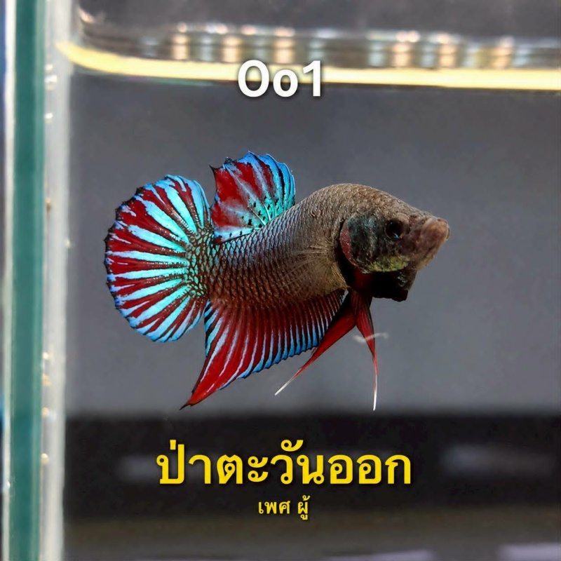 Oo1 Eastern Wild Plakat Betta Male