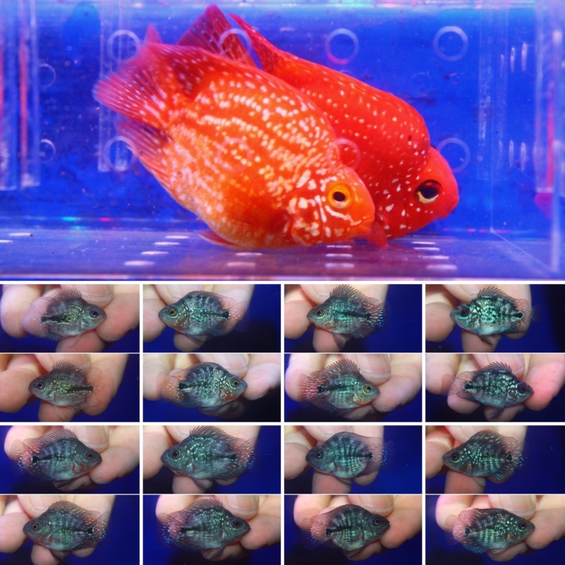 8 pcs Crystal parrot 1 inch