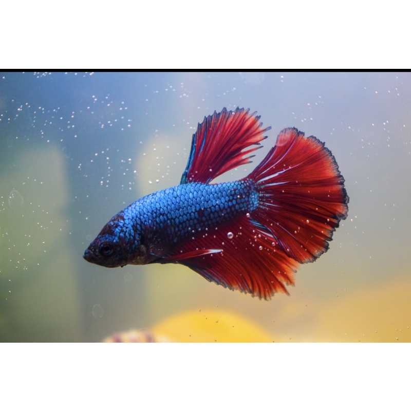 Premium Bi-color Halfmoon Male Betta