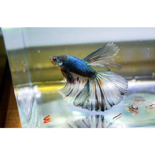 Premium Multicolor Halfmoon Butterfly Male Betta