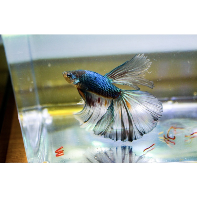 Premium Multicolor Halfmoon Butterfly Male Betta