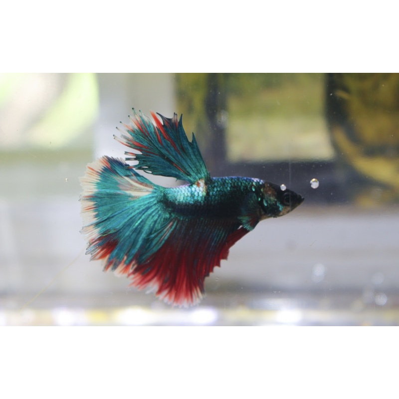 Premium Avatar Metallic Half-moon Male Betta