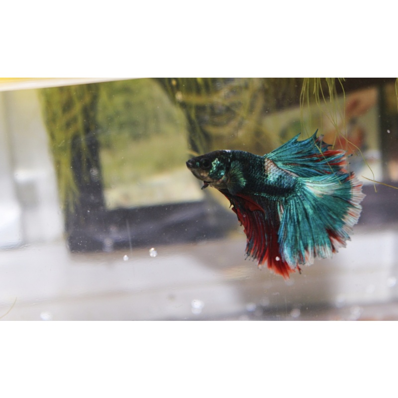 Premium Avatar Metallic Half-moon Male Betta