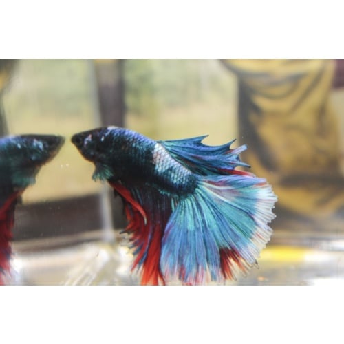 Premium Avatar Metallic Half-moon Male Betta