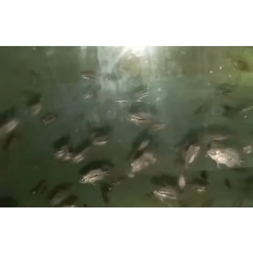 FRY GB KAMFA F2 MINIMUM 50 fry = 60 USD.