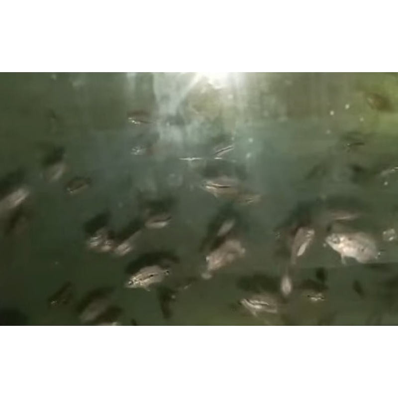 FRY GB KAMFA F2 MINIMUM 50 fry = 60 USD.