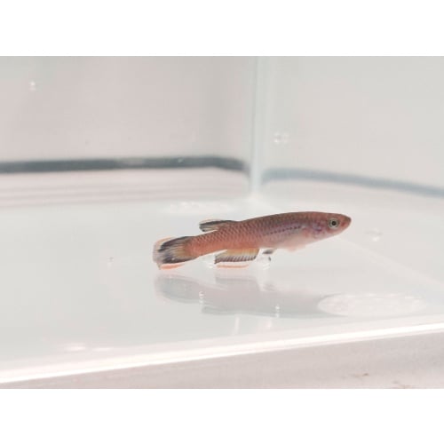 Aphyosemion celiae celiae ‘Teke’ HLM 99-6 breeding pair