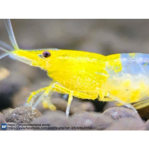 10+1 Yellow/Orange Rili Neocaridina Dwarf Shrimp - FAST SHIPPING