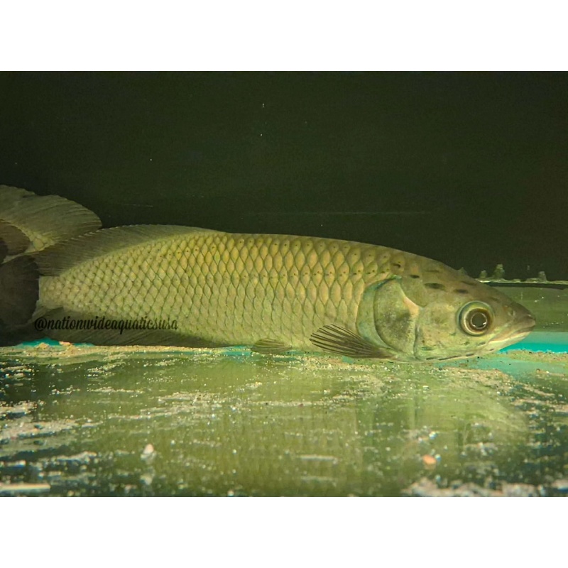 heterotis niloticus - African aro