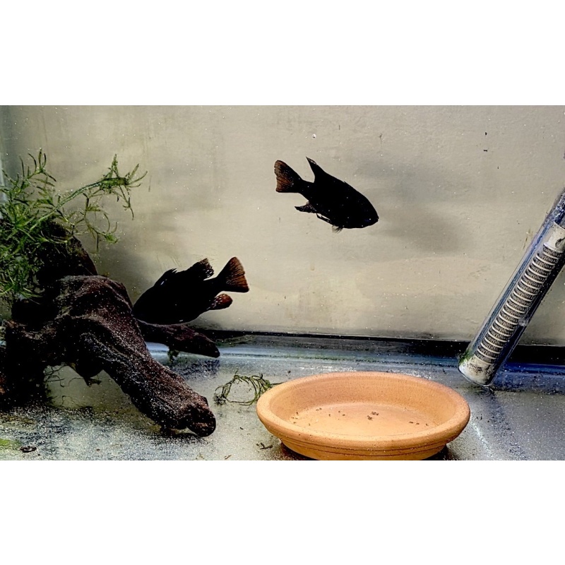 6 GERMAN BLACK KINGHT RAMS (CORALBANDIT LINE)