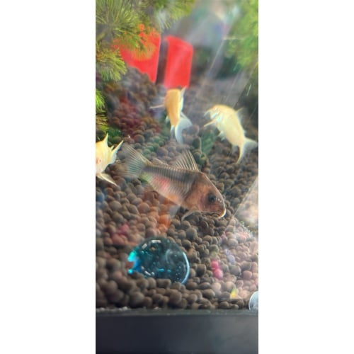 Skunk Corydora
