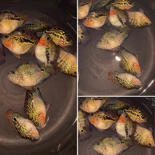 10 pcs Crystal parrot size 1 inch