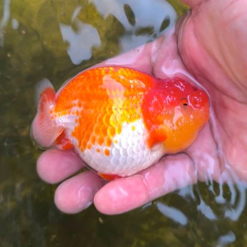 Fancy Goldfish Thai Ranchu Red &White Dragon Head 2.5 inch body
