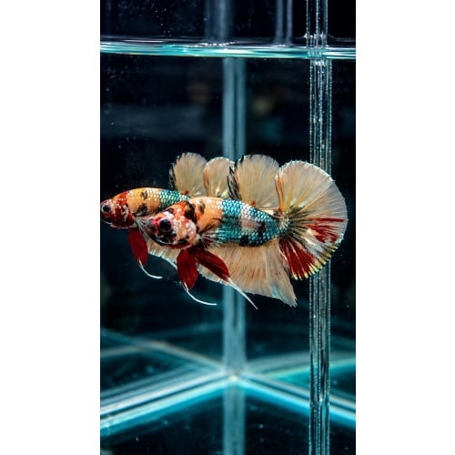 Male Multicolor Metallic Copper Yellow Base Fancy Nemo HMPK (3.5 cm) Premium Thailand