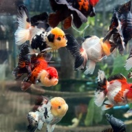 Goldfish Premium Thai Oranda,2" Body Mix Color