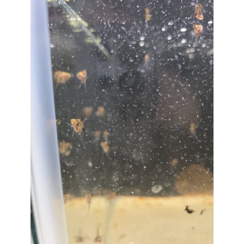 Koi Angelfish Pair #1