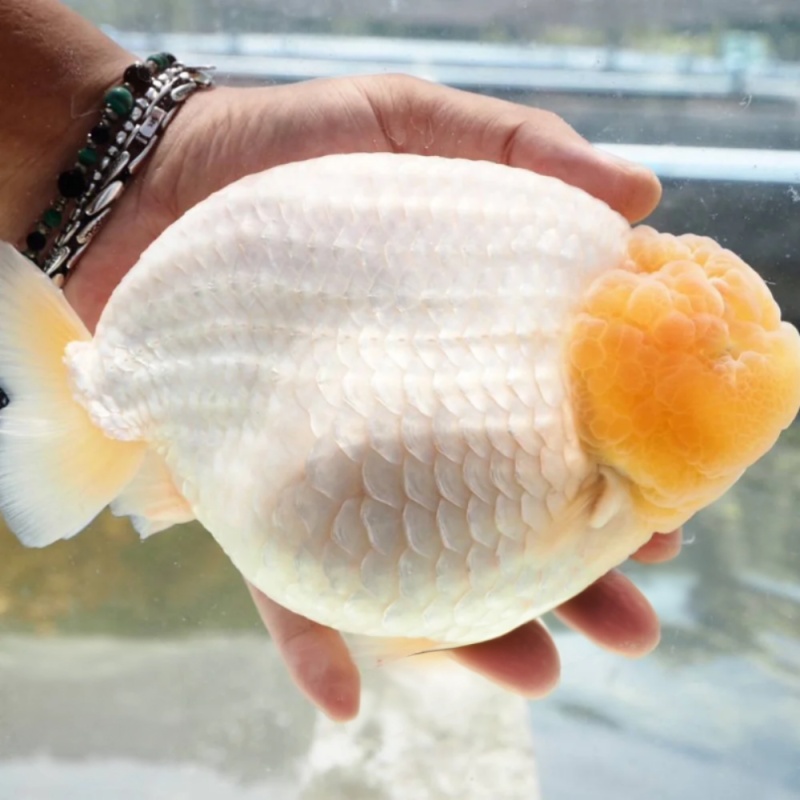 Fancy Goldfish Thai Lionchu White