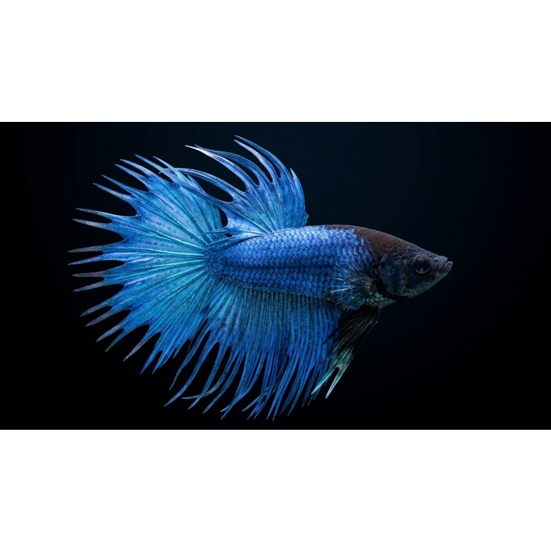 Premium Male Crowntail Betta