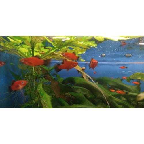 8 Red Wag Platys (High and Regular Fin Mixed)