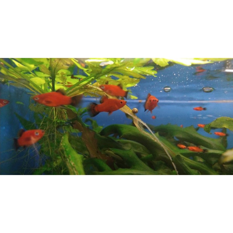 8 Red Wag Platys (High and Regular Fin Mixed)